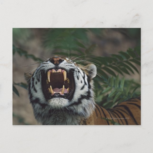 Sibiriska tigern (Panthera Tigris) Bares Fangs Vykort (Framsida)