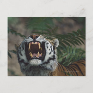 Sibiriska tigern (Panthera Tigris) Bares Fangs Vykort