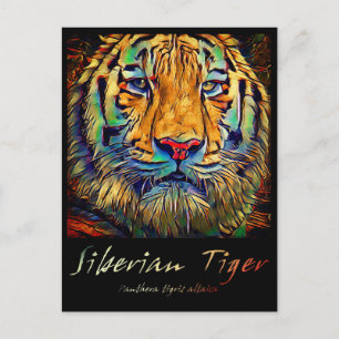 Sibiriska tigern [vykort] vykort