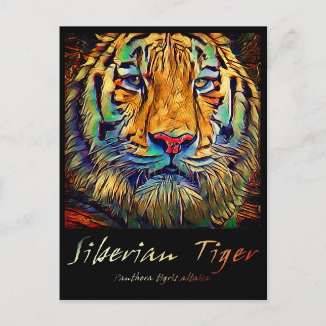 Sibiriska tigern [vykort] vykort (Framsida)