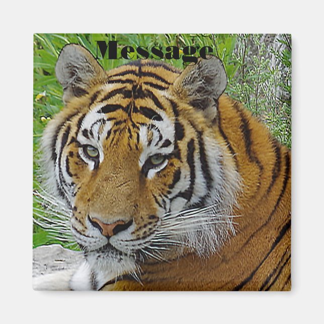Sibiriska tigerns Closeup-foto från Ansikte Magnet (Framsidan)