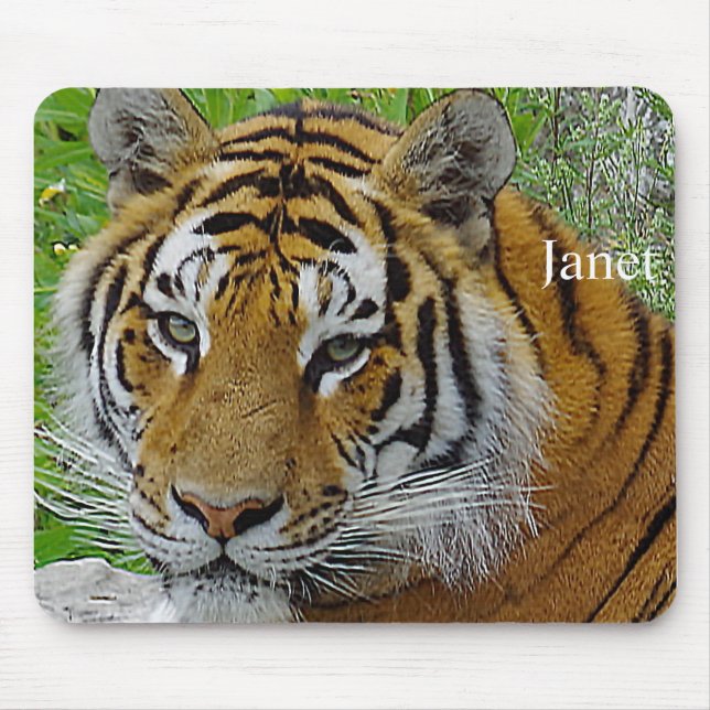 Sibiriska tigerns Closeup-foto från Ansikte Musmatta (Framsidan)