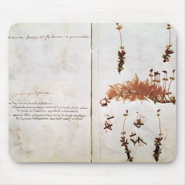 Sida 15 från en Herbarium Musmatta (Framsidan)