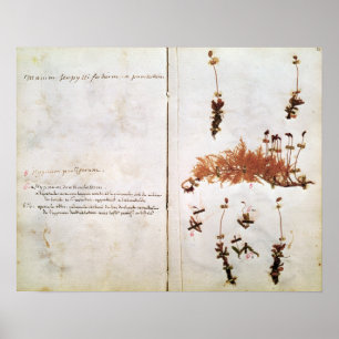 Sida 15 från en Herbarium Poster