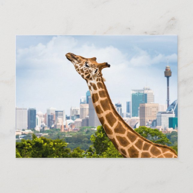 Sida vid Giraffe med Sydney Skyline Vykort (Framsida)