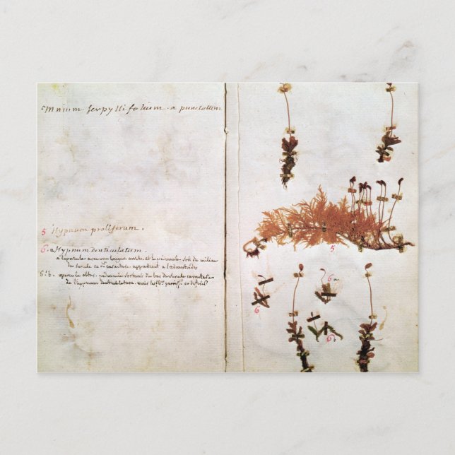 Sidan 15 från ett Herbarium Vykort (Framsida)