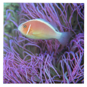 Sidan beskådar av en rosa anemonfisk, Okinawa, Kakelplatta