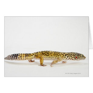Sidan beskådar av leopardgeckoödla hälsningskort