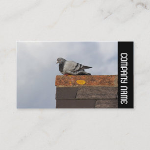 Side Band - Bra Morgon Pigeon Visitkort