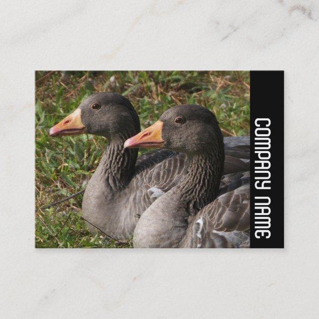 Side Band - Greylag Geese Visitkort (Framsida)