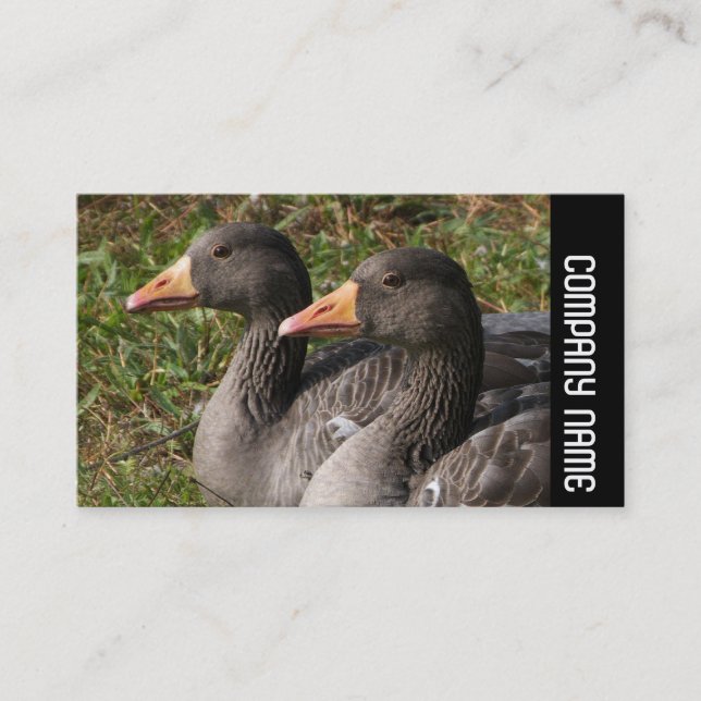 Side Band - Greylag Geese Visitkort (Framsida)