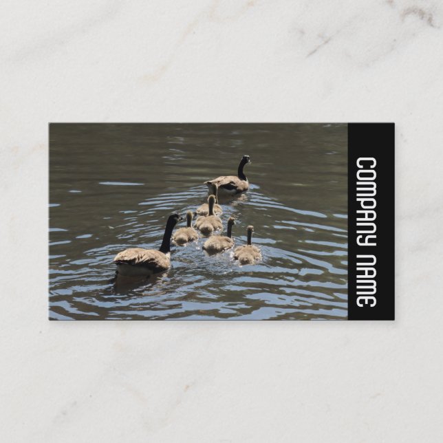 Side Band - Kanada Geese with Goslings Visitkort (Framsida)