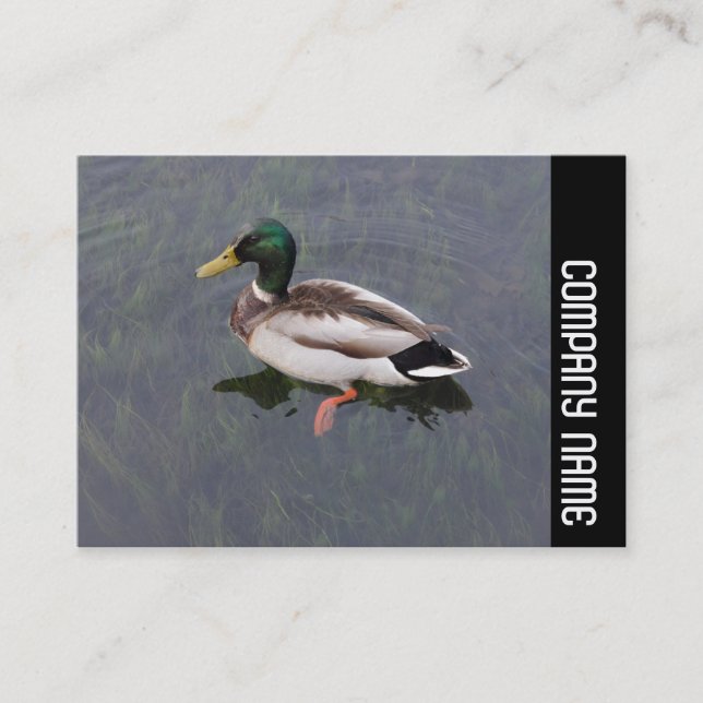 Side Band - Mallard Anka Visitkort (Framsida)