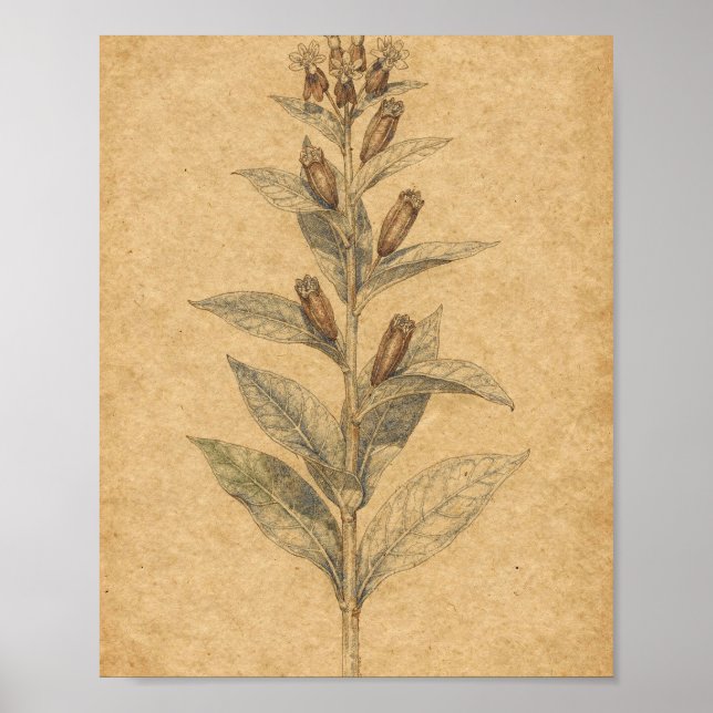 Sidenört med frökapslar Botanisk konst Poster (Framsidan)