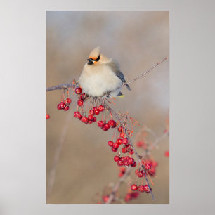 Sidenstjärt i vinter, Kanada Poster