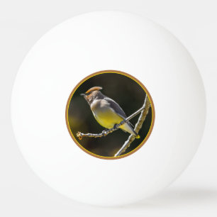 Sidensvans sångfågel Original fotograferad i det v Pingisboll