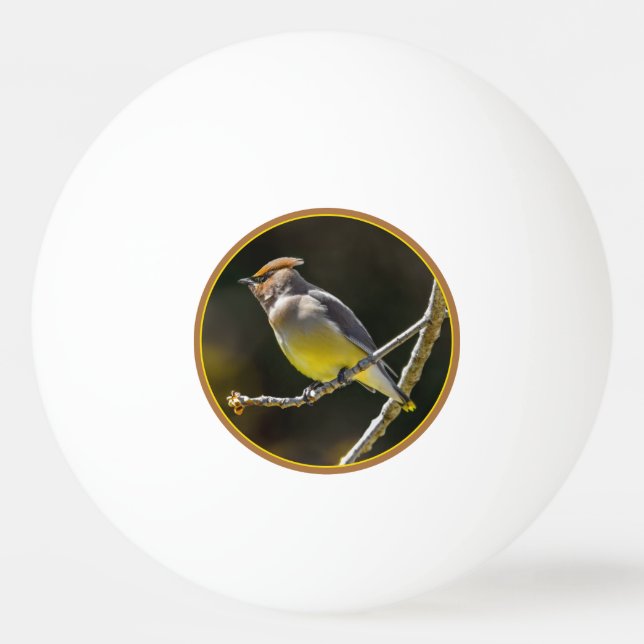 Sidensvans sångfågel Original fotograferad i det v Pingisboll (Framsidan)