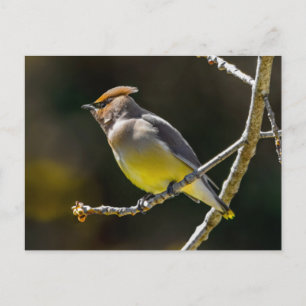 Sidensvans sångfågel Original fotograferad i det v Vykort
