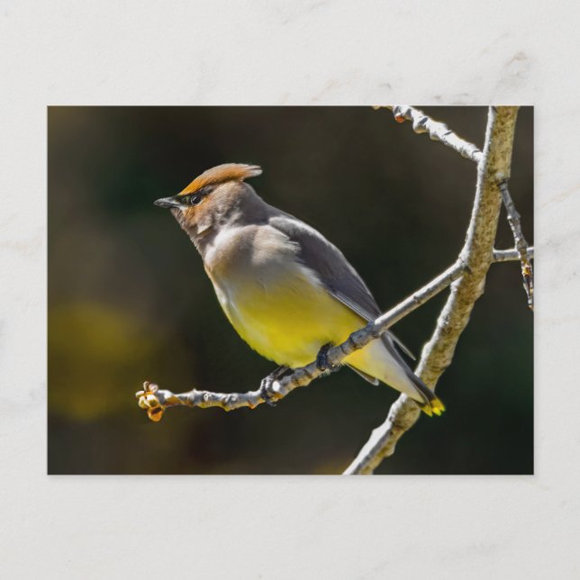 Sidensvans sångfågel Original fotograferad i det v Vykort (Framsida)