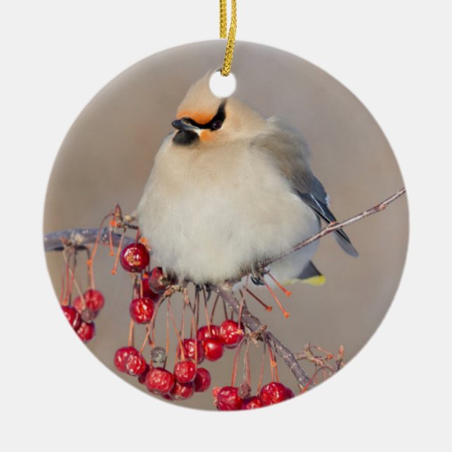 Sidenvinge vintertid, Kanada Julgransprydnad Keramik (Framsidan)