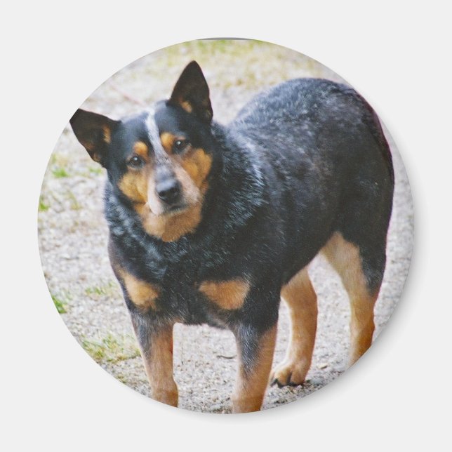 Sidney the Blue Heeler Magnet (Framsidan)
