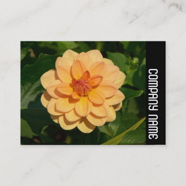 Sidoband - Dahlia 'David Howard' Visitkort (Framsida)