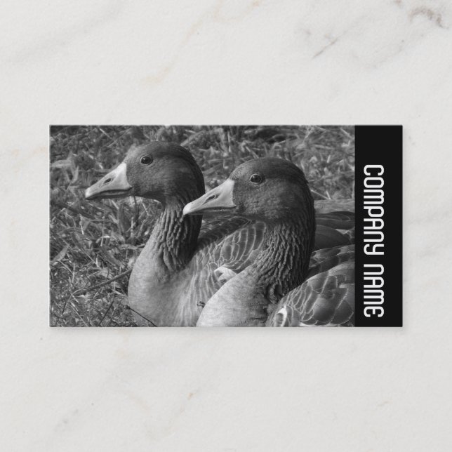 Sidoband - Greylag Geese B&W Visitkort (Framsida)