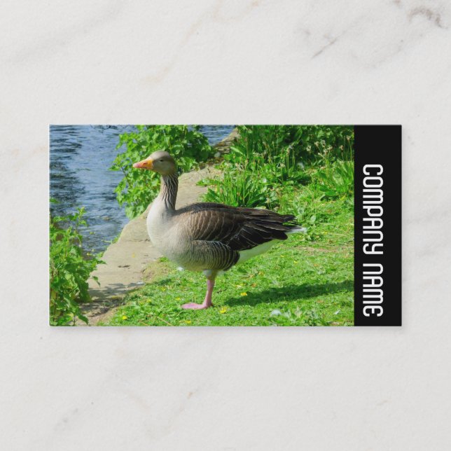 Sidoband - Greylag Goose Visitkort (Framsida)