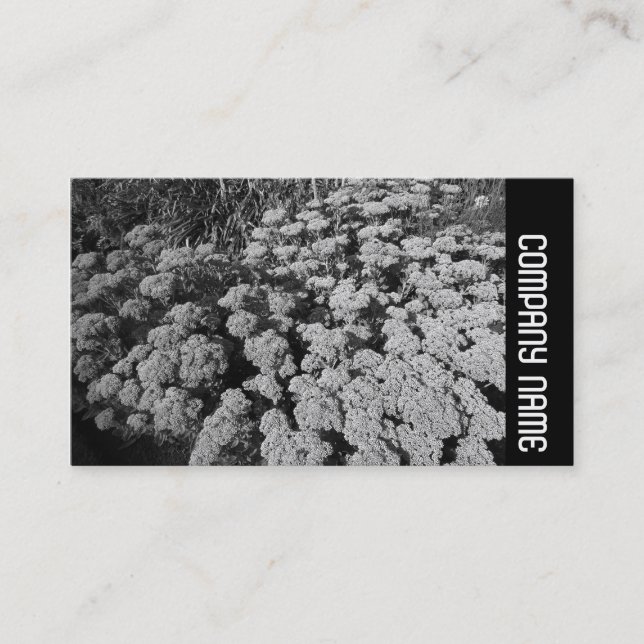 Sidoband - Sedum "Autumn Joy" Visitkort (Framsida)