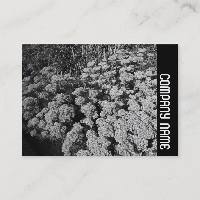Sidoband - Sedum "Autumn Joy" Visitkort (Framsida)