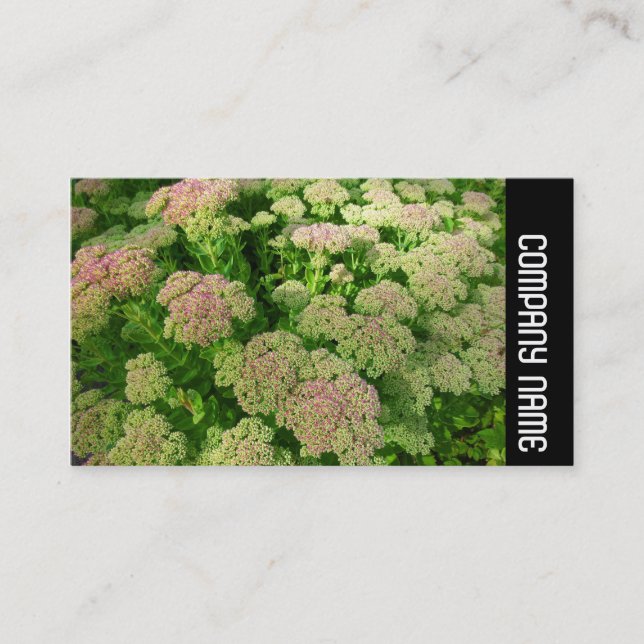 Sidoband - Sedum "Autumn Joy" Visitkort (Framsida)