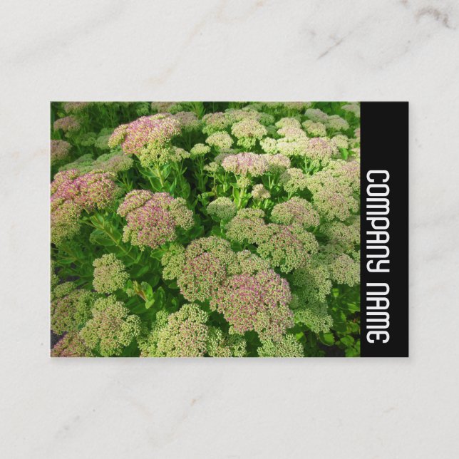 Sidoband - Sedum "Höstglädje" Visitkort (Framsida)