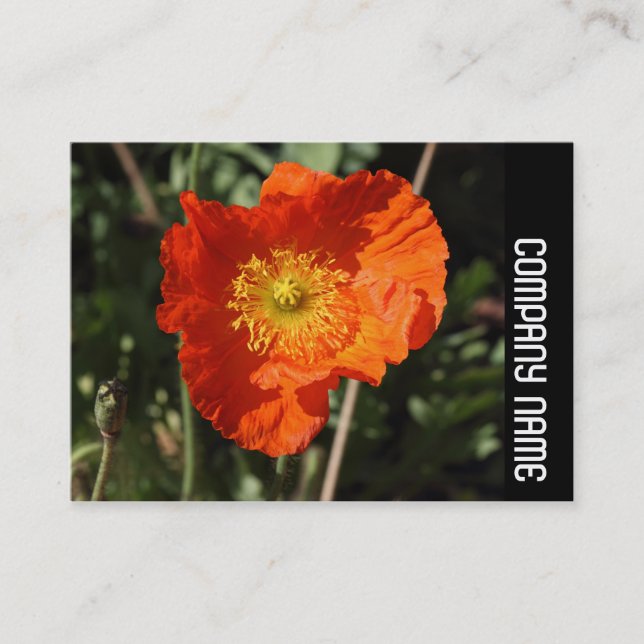 Sidoband - Welsh Poppy (Orange) Visitkort (Framsida)