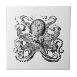 Sidobläckfisk illustrerad av Ernst Haeckel Kakelplatta