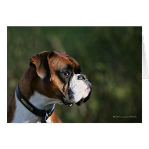 Sidoprofil för Boxer Hund Hälsningskort