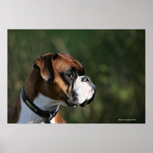 Sidoprofil för Boxer Hund Poster