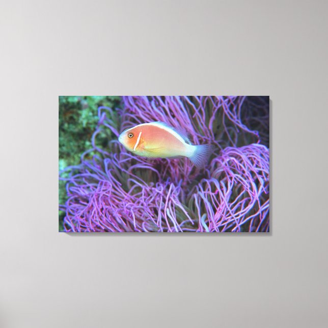 Sidovy av rosa anemonfisk, Okinawa, Japan 2 Canvastryck (Framsida)