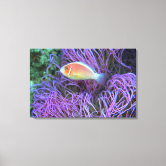Sidovy av rosa anemonfisk, Okinawa, Japan 2 Canvastryck