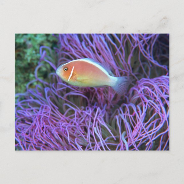 Sidovy av rosa anemonfisk, Okinawa, Japan 2 Vykort (Framsida)