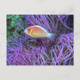 Sidovy av rosa anemonfisk, Okinawa, Japan 2 Vykort