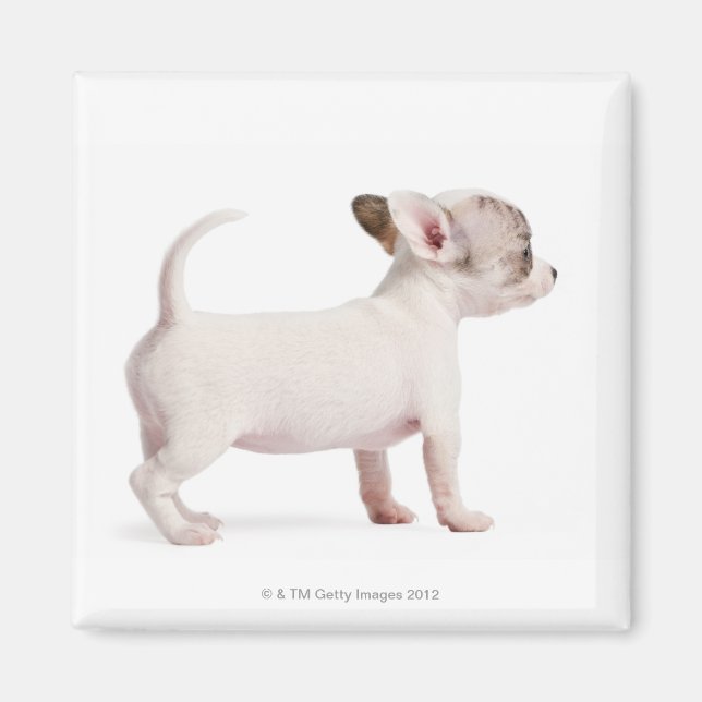 Sidovy över Chihuahua Puppy (10 veckor gammal) Magnet (Framsidan)