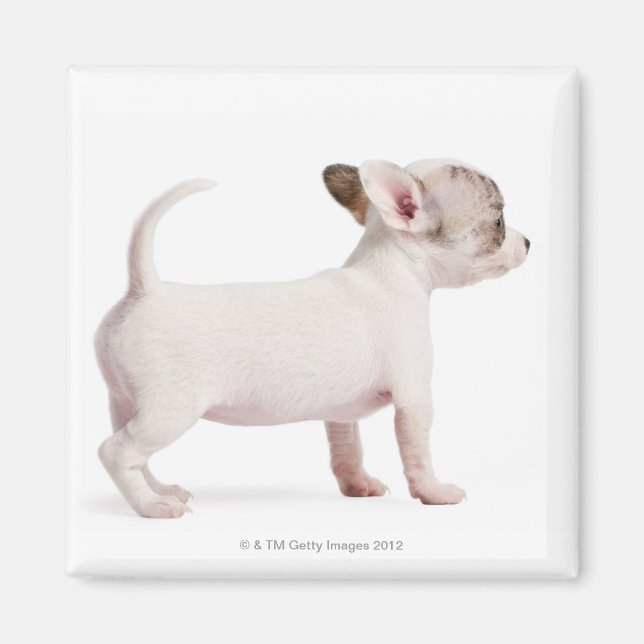 Sidovy över Chihuahua Puppy (10 veckor gammal) Magnet (Framsidan)