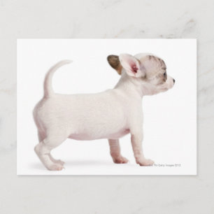 Sidovy över Chihuahua Puppy (10 veckor gammal) Vykort