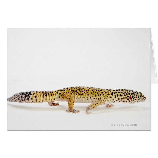Sidovy över leopard gecko lizard hälsningskort (Framsidan Horizontal)