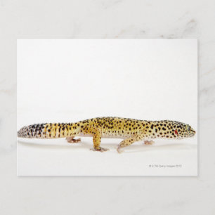 Sidovy över leopard gecko lizard vykort