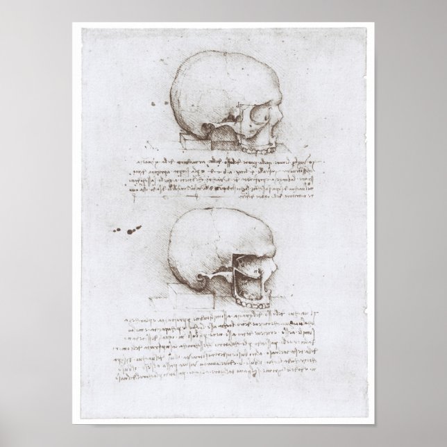 Sidovy över Skull, Leonardo da Vinci Poster (Framsidan)