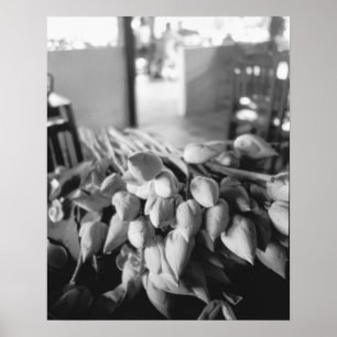 Siem RAP Kambodja, Lotus Flowers Poster