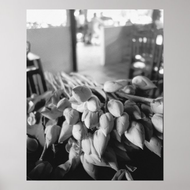 Siem RAP Kambodja, Lotus Flowers Poster (Framsidan)