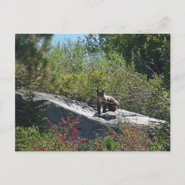 Sierra Bear Unge Vykort (Framsida)