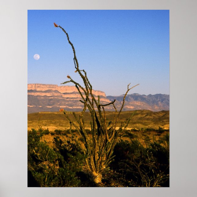 Sierra del Carmen Octillo Poster (Framsidan)